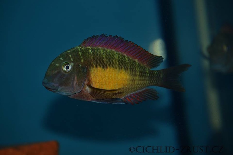 Tropheus moorii 'Kasanga'